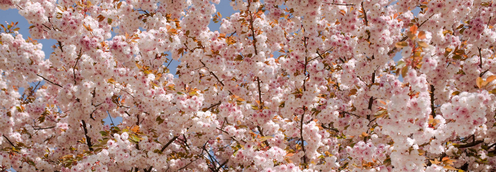 TU im Frühling_17 Eine TU Informationssäule umgeben von einem blühenden Kirschblütenbaum.